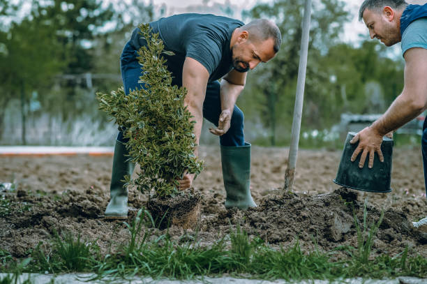 Lawn Renovation and Restoration in Banning, CA