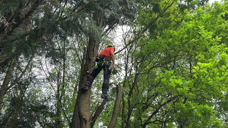 How Our Tree Care Process Works  in  Banning, CA