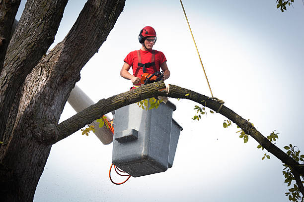 Best Utility Line Clearance  in Banning, CA